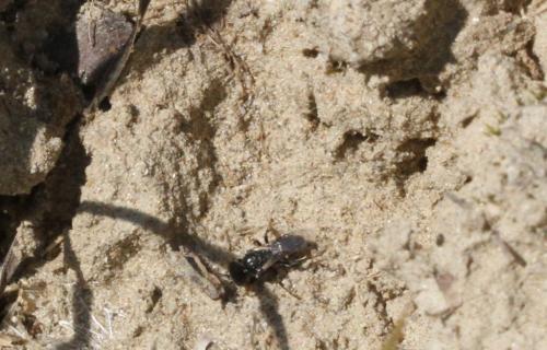 Oxybelus bipunctatus